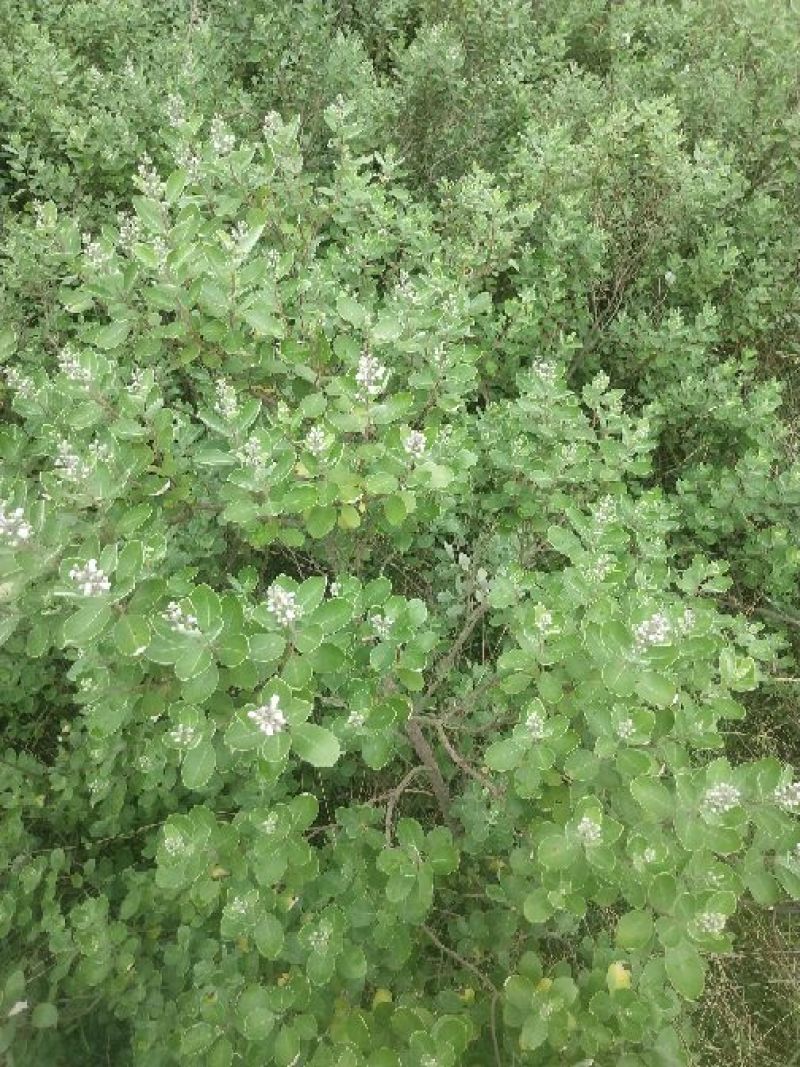 江西单叶蔓荆子种苗刀金子万荆子白背小刀豆