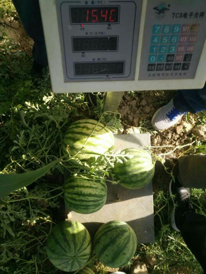 大漠西砂宝西瓜，低糖，适合三高人群食用