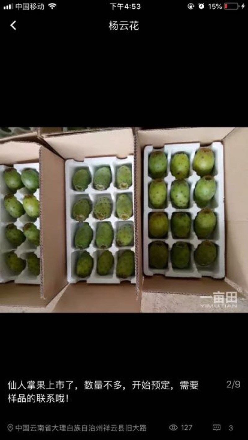 仙人掌果1~2两以上
