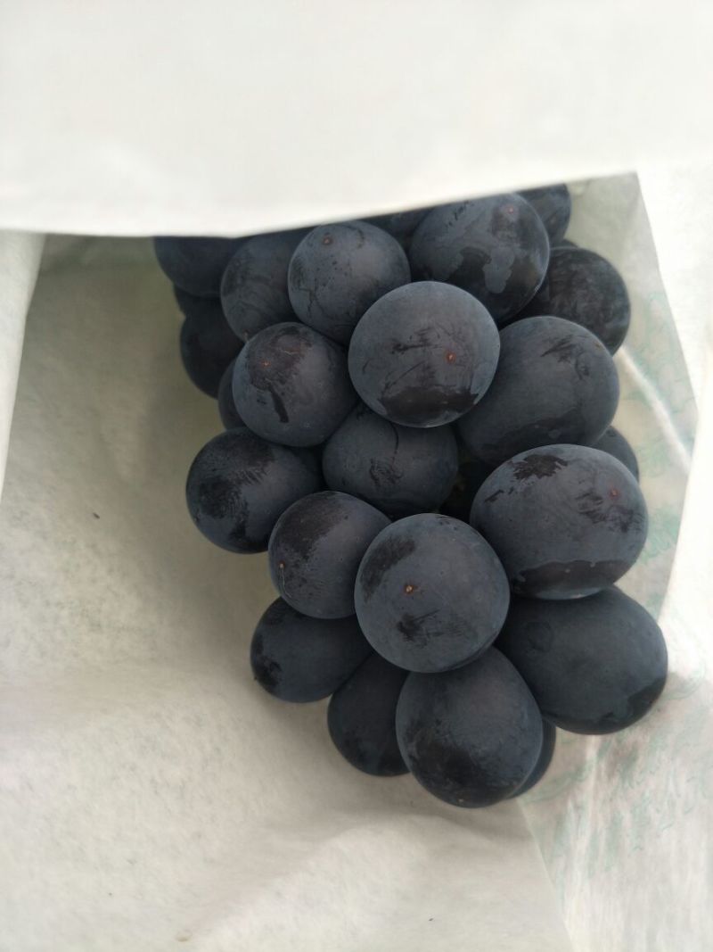 夏黑葡萄
