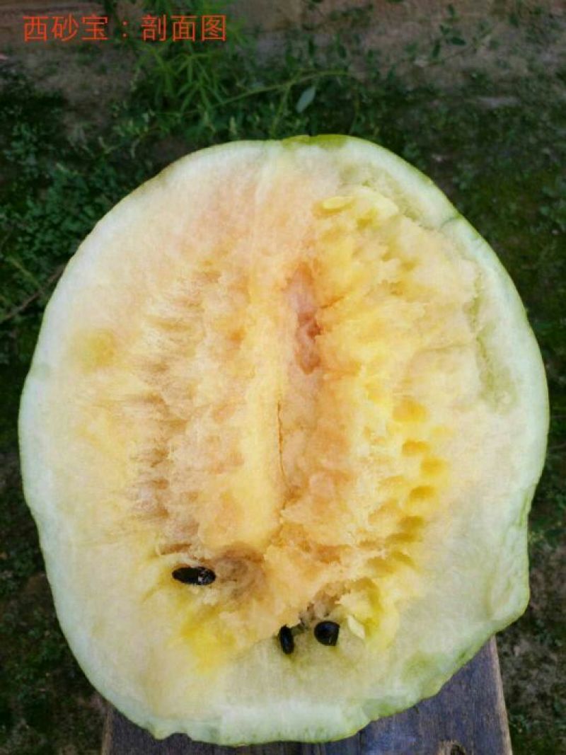 大漠西砂宝西瓜