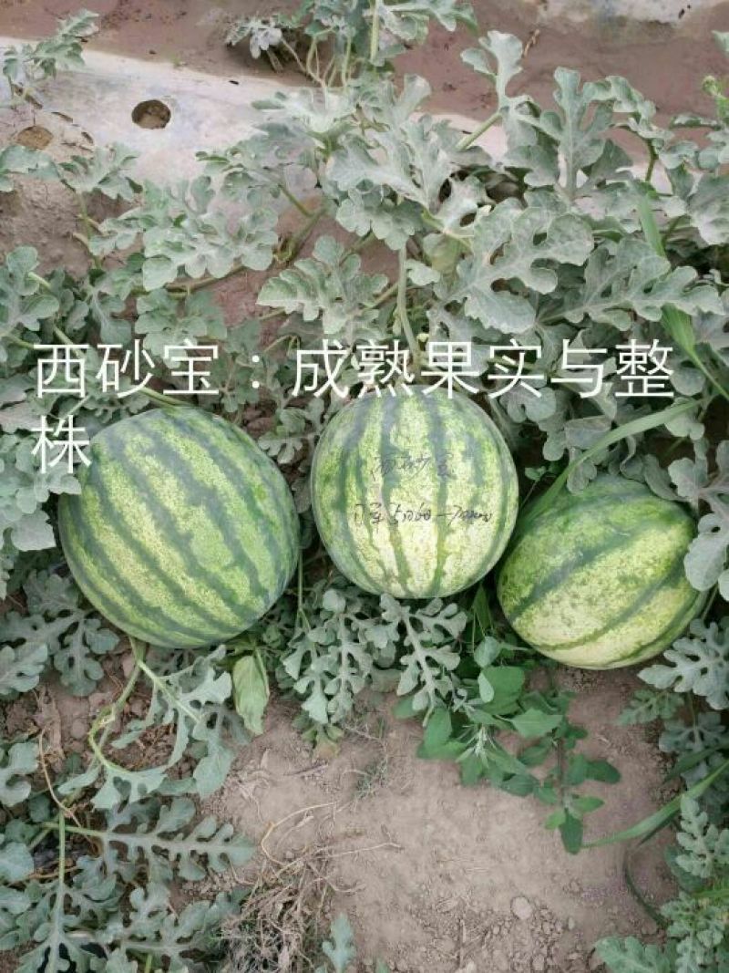 大漠西砂宝西瓜