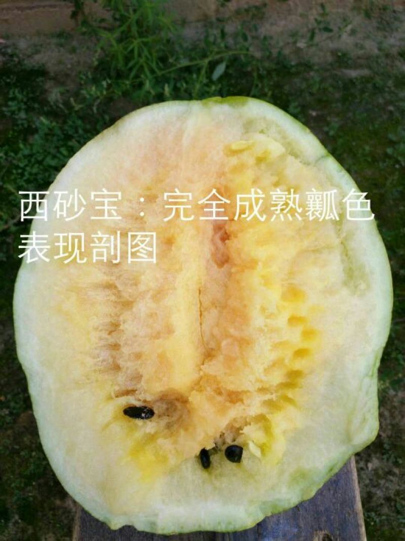 大漠西砂宝西瓜