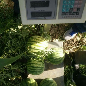 大漠西砂宝西瓜