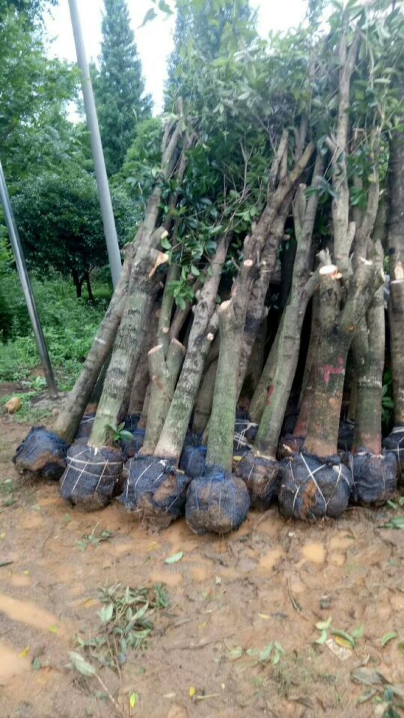 占地桂花树大量出去