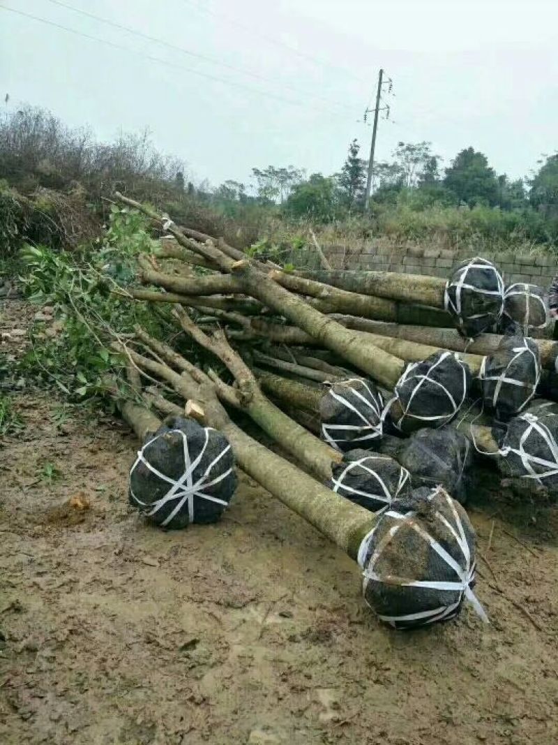 占地桂花树大量出去