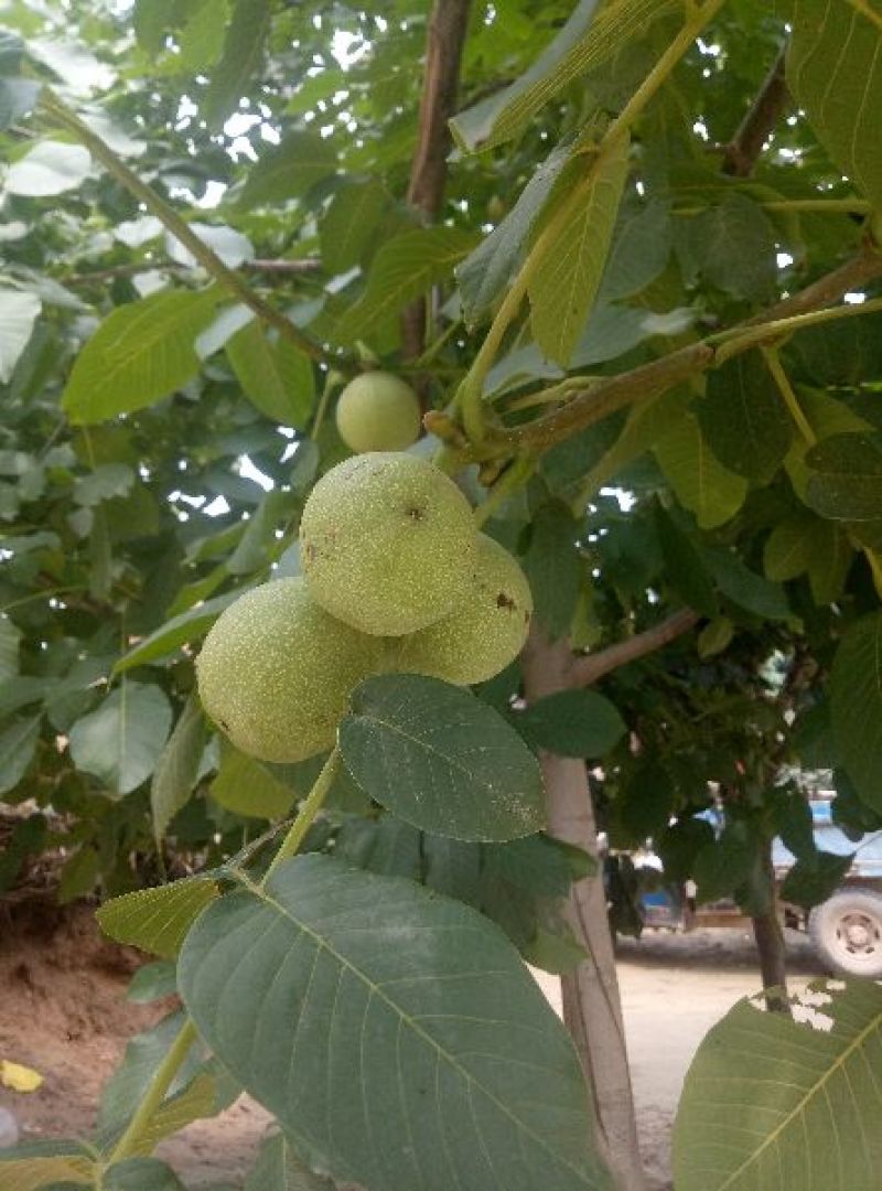 核桃薄皮瓤饱满大量供应保证质量诚信经营