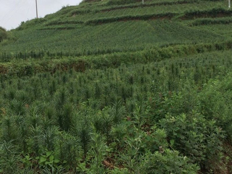 药百合单头种球