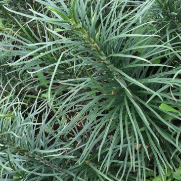 药百合单头种球