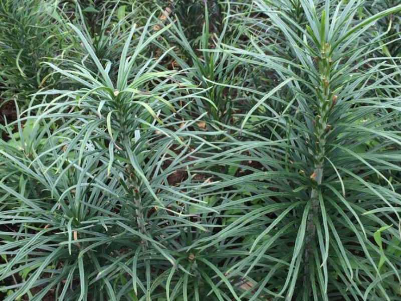 药百合单头种球