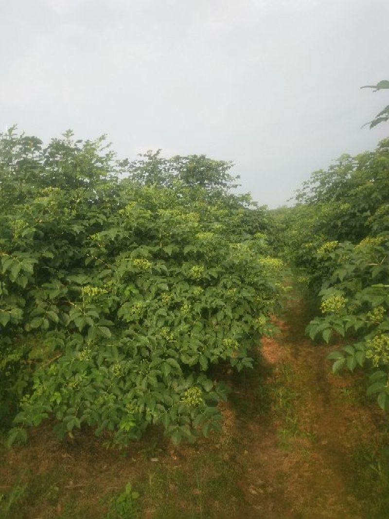 江西中花吴茱萸，吴茱萸苗，吴茱萸种苗，茶辣，吴芋苗。