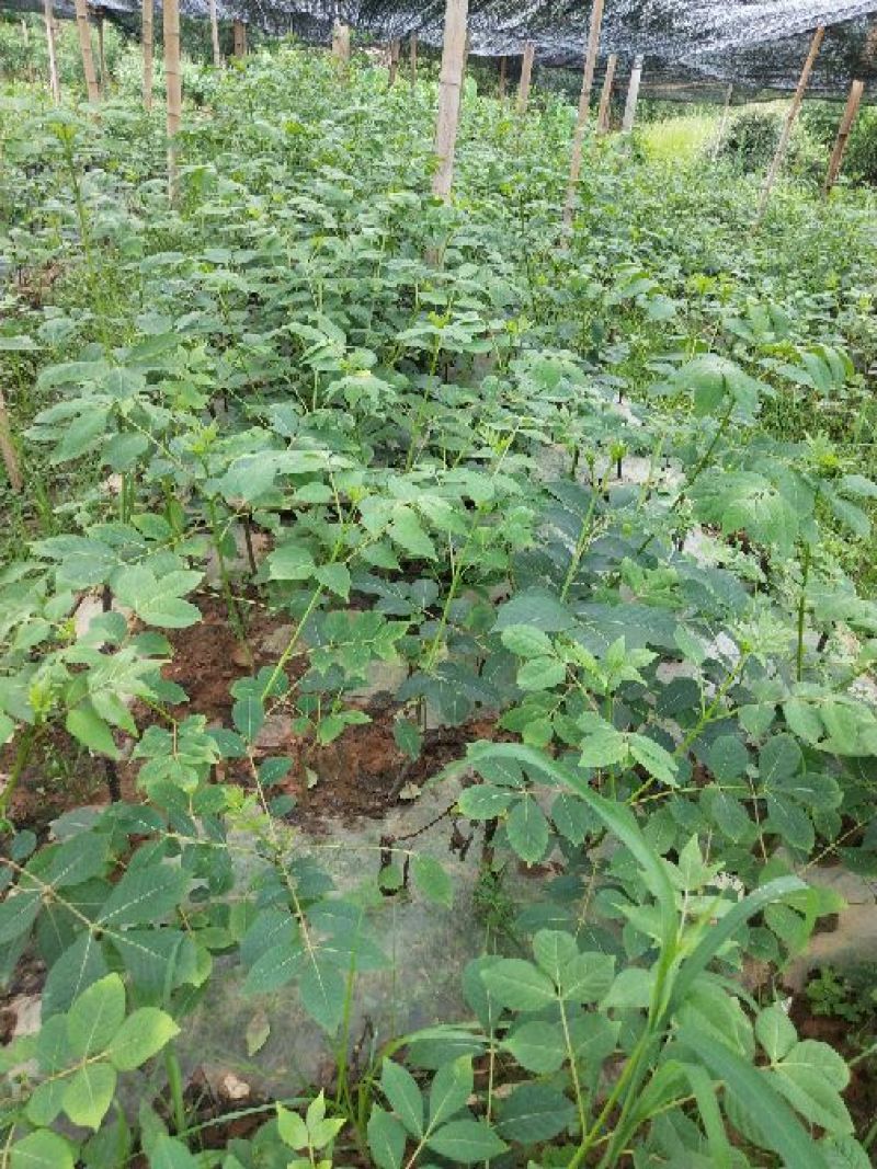 江西中花吴茱萸，吴茱萸苗，吴茱萸种苗，茶辣，吴芋苗。