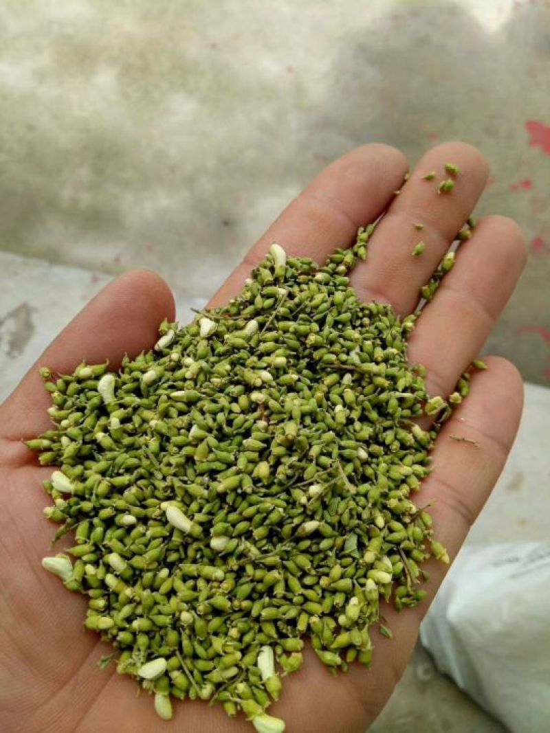 槐米，一等花米。量大从优