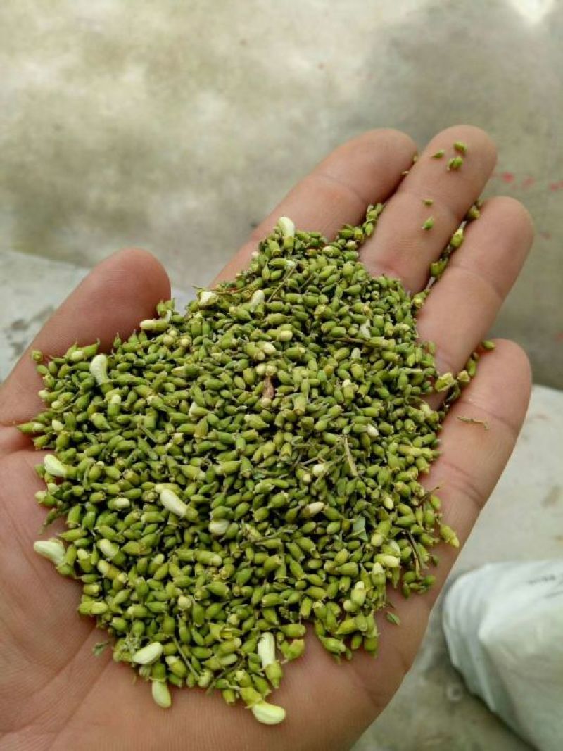 槐米，一等花米。量大从优