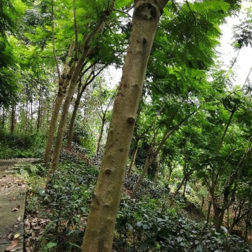 大量出售蓝花楹