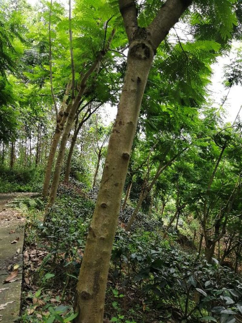 大量出售蓝花楹
