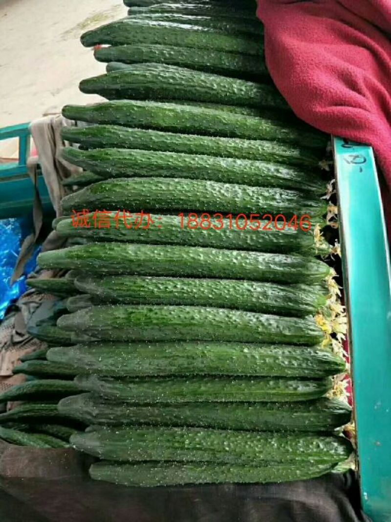 精品黄瓜产地直发包装齐全商超供应品质量大质优