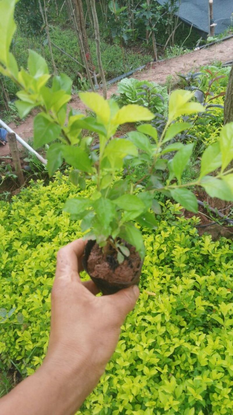 黄金叶15～20cm杯苗