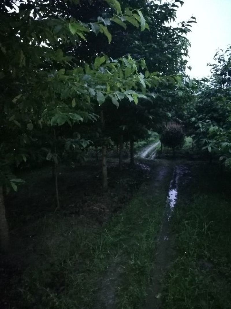 乐昌含笑5公分到15公分大量，从业十多，欢迎了解