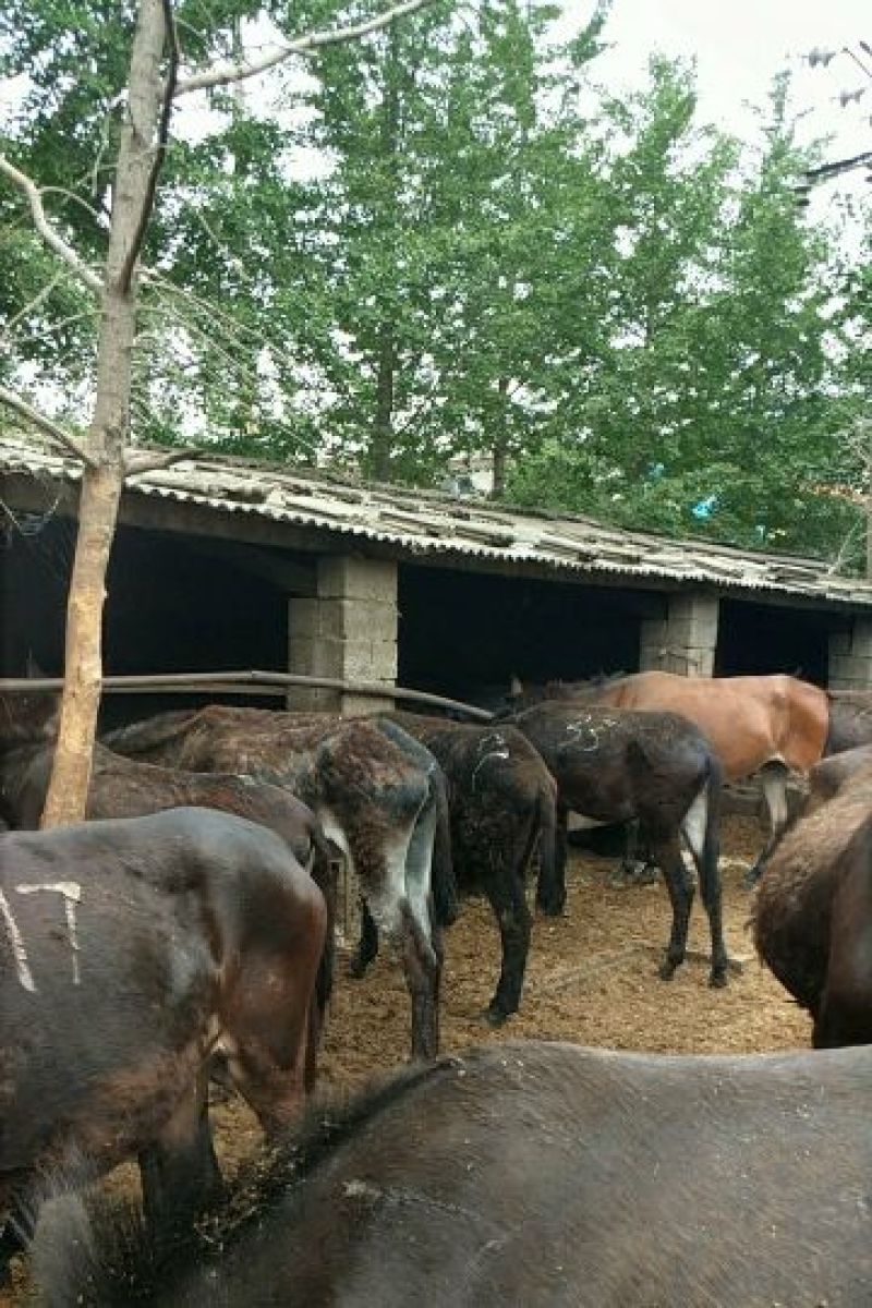 驴肉