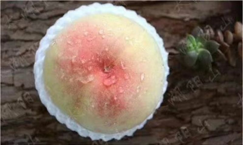 宁海县水蜜桃热销中