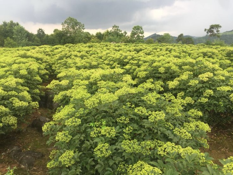 高含量吴茱萸江西广西中花统