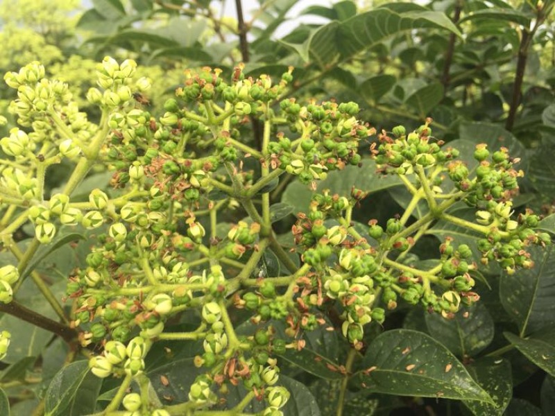 高含量吴茱萸江西广西中花统