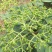 高含量吴茱萸江西广西中花统