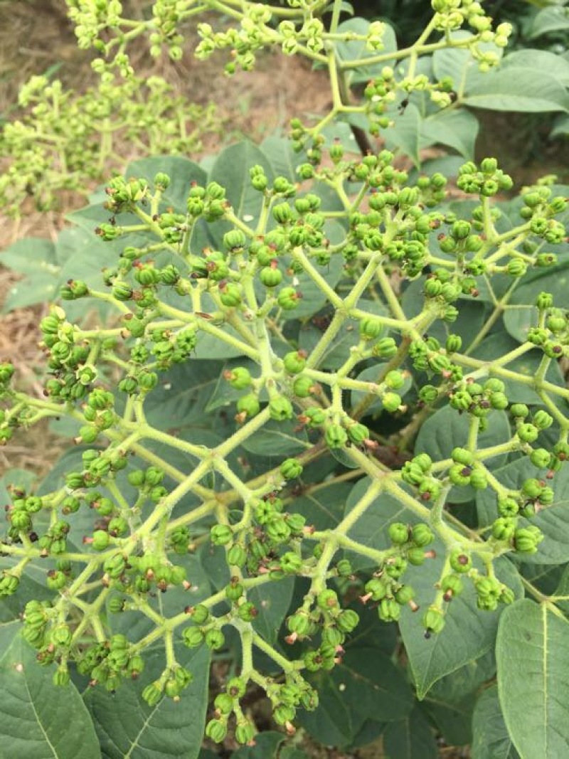 高含量吴茱萸江西广西中花统