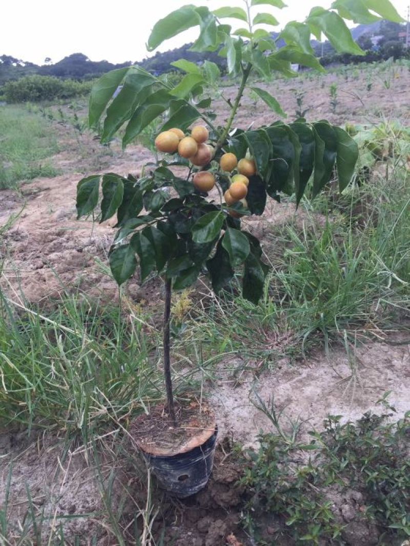 黄皮果苗30~50cmcm