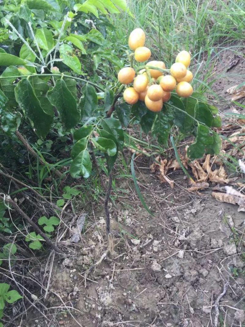 黄皮果苗30~50cmcm