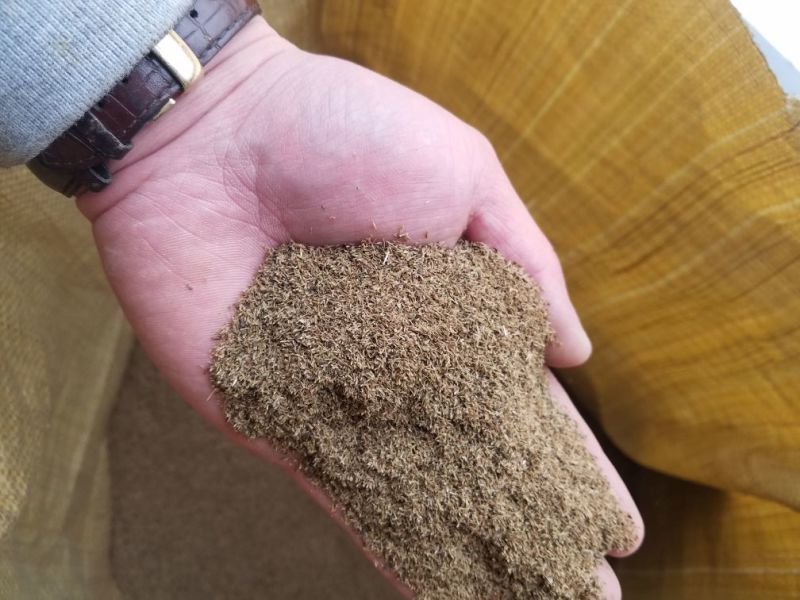 龙胆草种子产量高出芽率好提供种植技术欢迎咨询