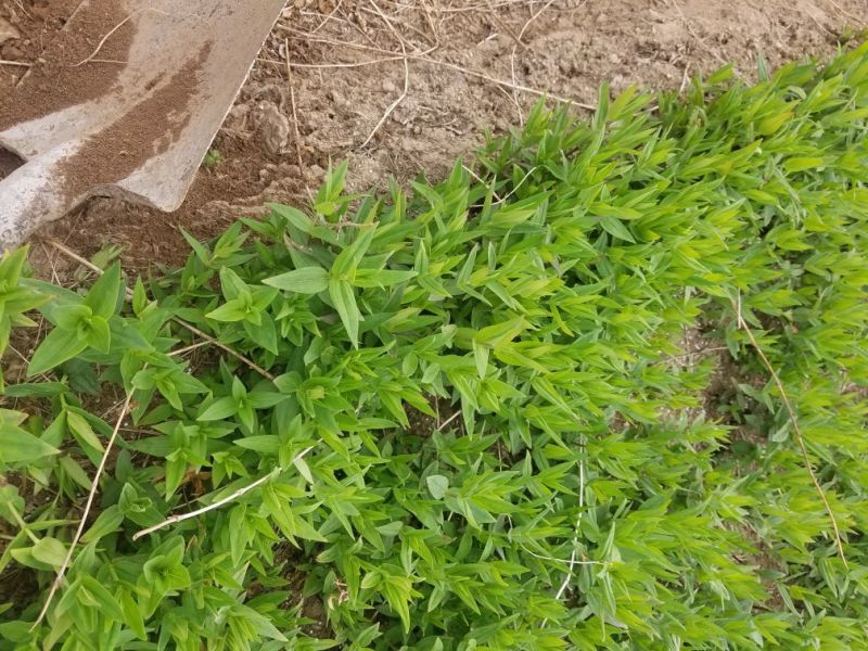 龙胆草种子产量高出芽率好提供种植技术欢迎咨询