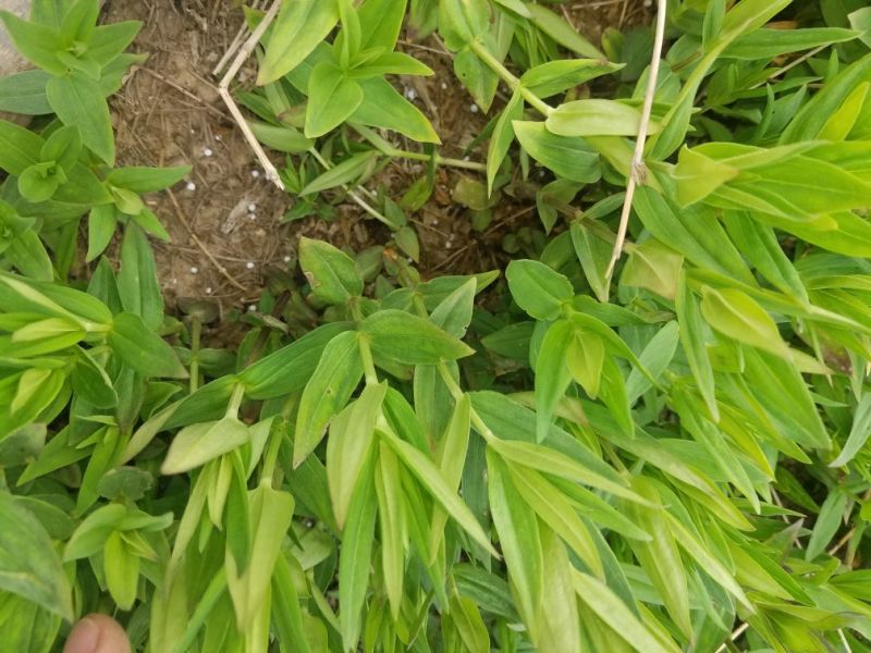 龙胆草种子产量高出芽率好提供种植技术欢迎咨询