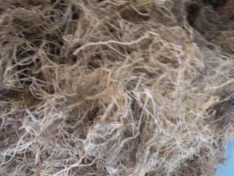 龙胆草种子产量高出芽率好提供种植技术欢迎咨询