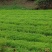 龙胆草种子产量高出芽率好提供种植技术欢迎咨询