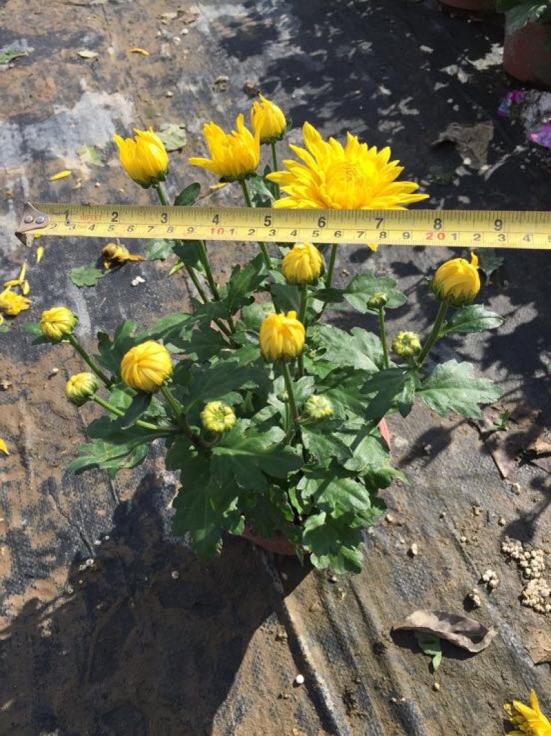 菊花