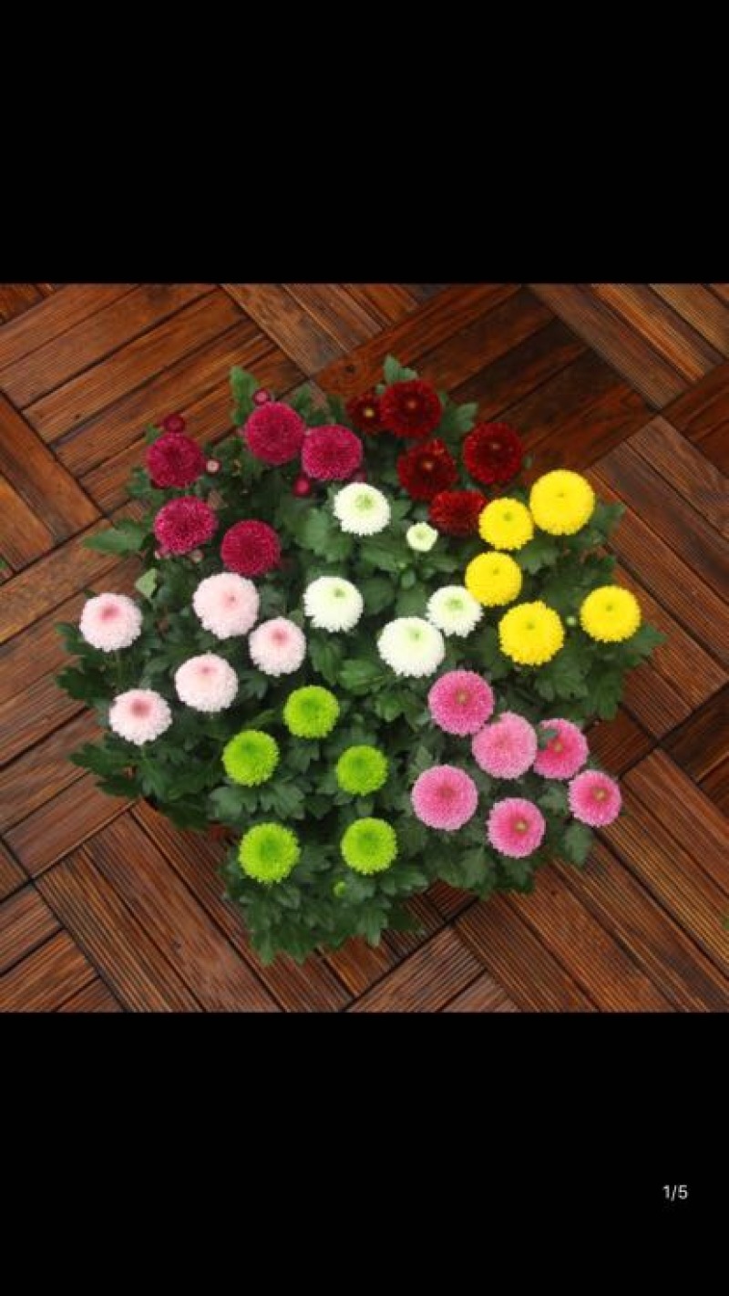 菊花