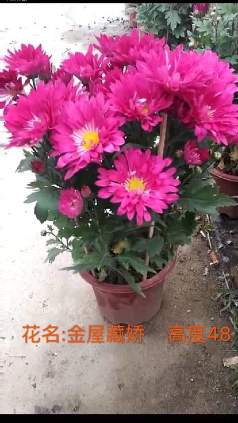 菊花