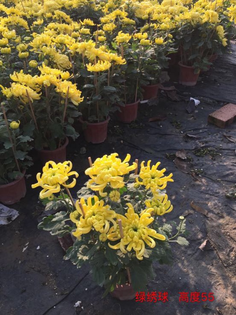 菊花
