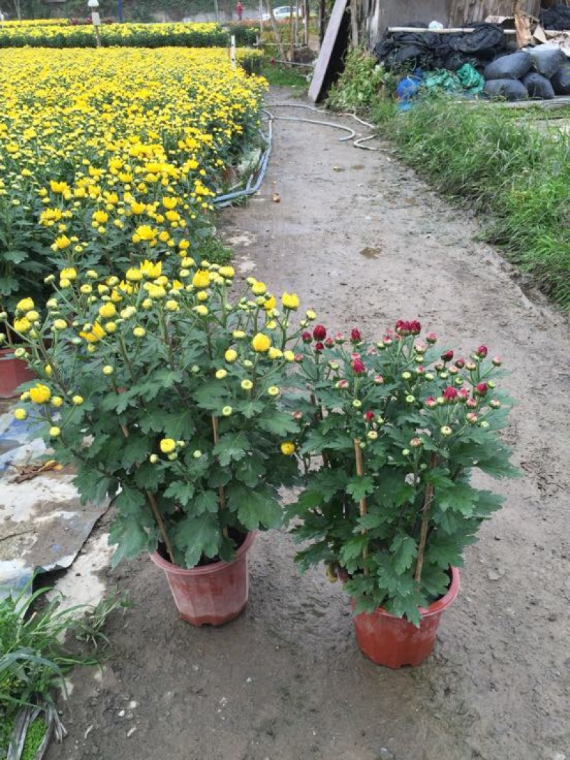 菊花