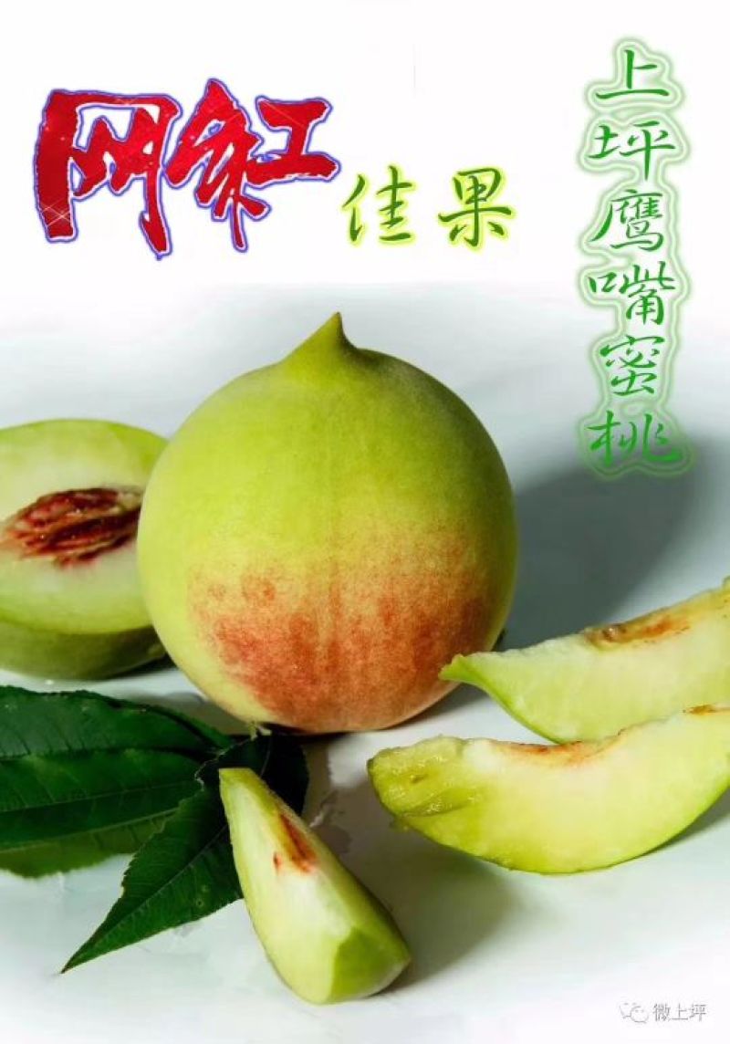 岭南中大佳果正宗连平鹰嘴蜜桃实力供应商包邮一件代发