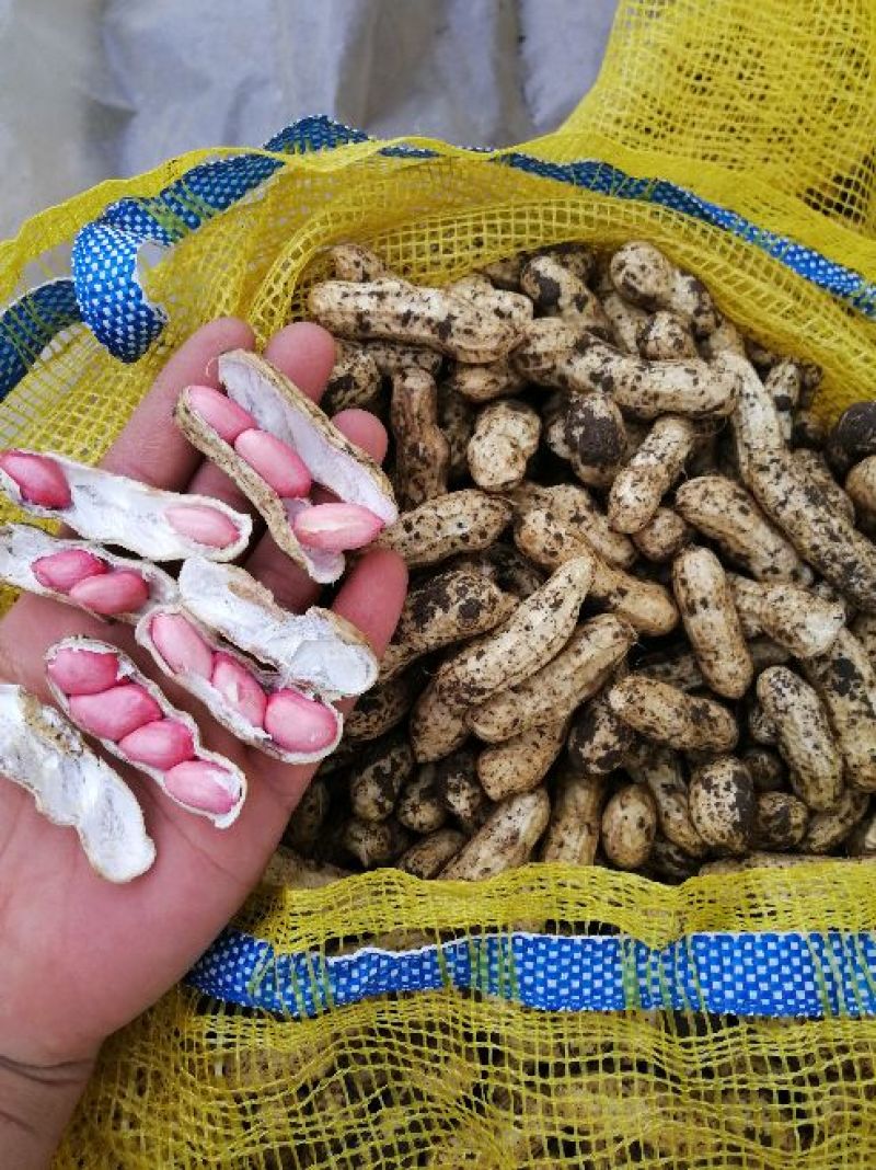 售鲜花生品质好，颗粒饱满。一手货源，超市电商批发市场。