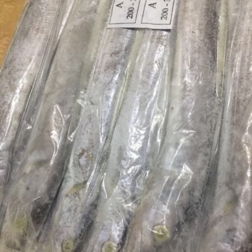 印度带鱼带鱼