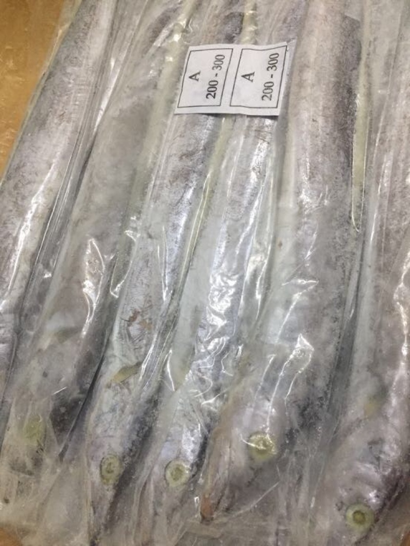 印度带鱼带鱼