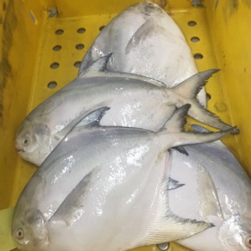 白鲳