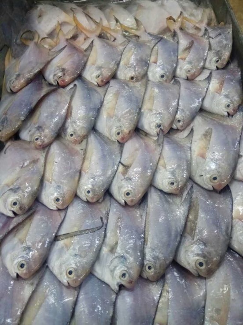白鲳