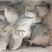 白鲳