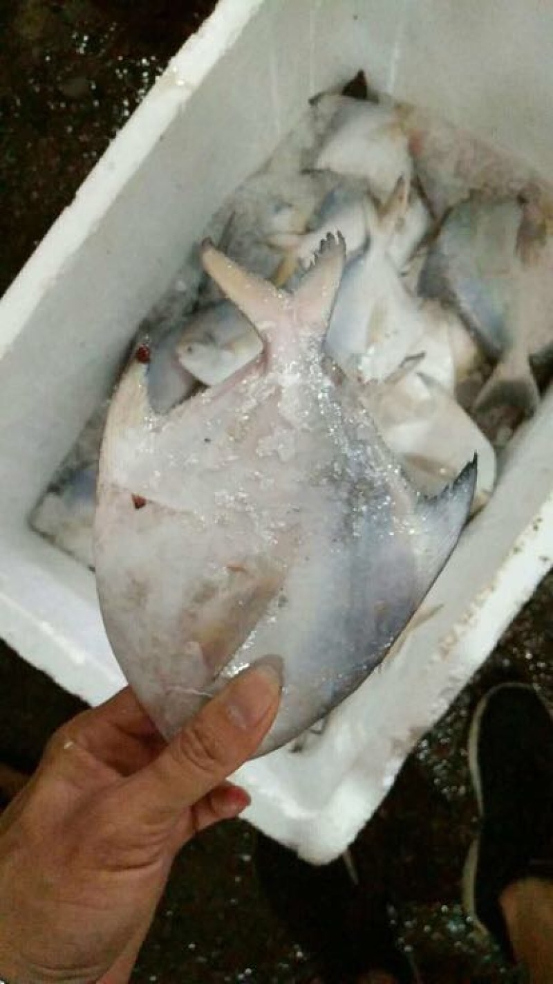 白鲳