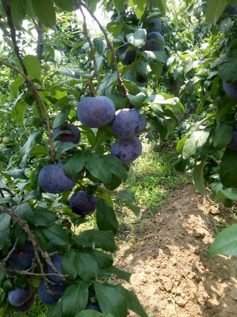 陕西黑布林李子基地，黑宝石产地批发价格，李子产地批发价格